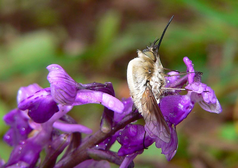 Bombylius e Episyrphus balteatus  su Orchis a Ficuzza (PA)